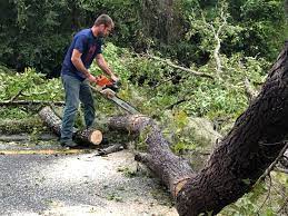 Best Tree Risk Assessment  in Bells, TX