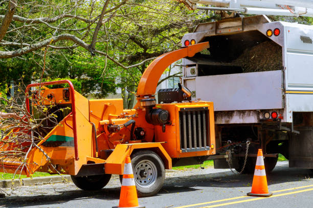 Best Tree Preservation Services  in Bells, TX