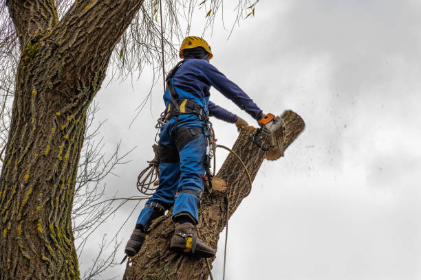 Best Tree and Shrub Care  in Bells, TX