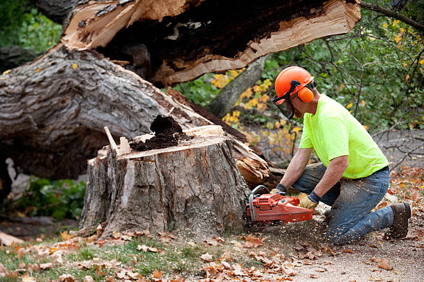 How Our Tree Care Process Works  in  Bells, TX