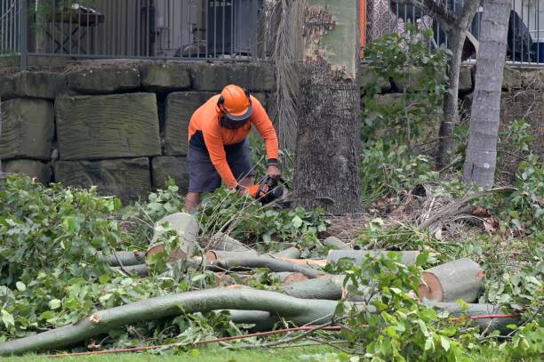 Best Hazardous Tree Removal  in Bells, TX