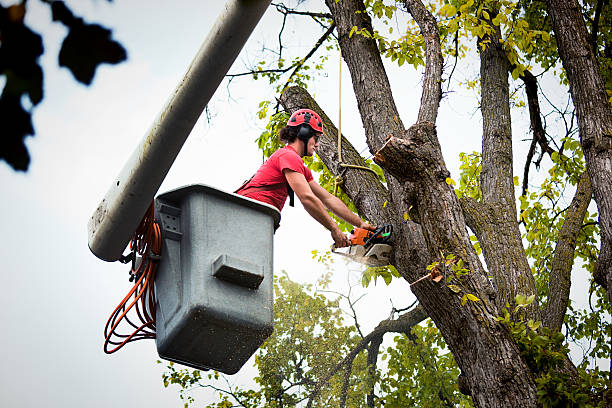 Trusted Bells, TX Tree Care  Experts