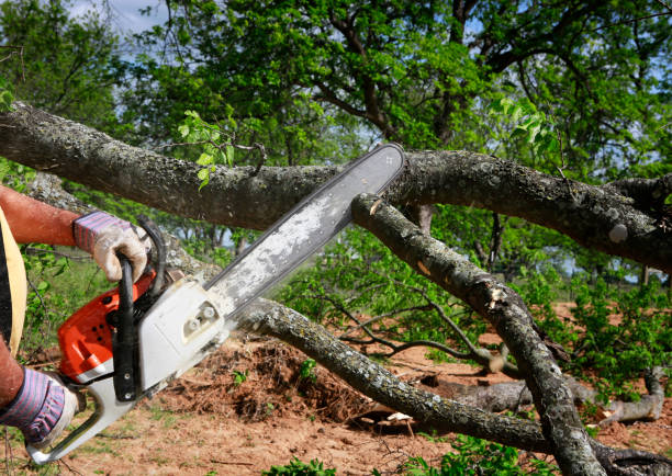 Best Stump Grinding and Removal  in Bells, TX